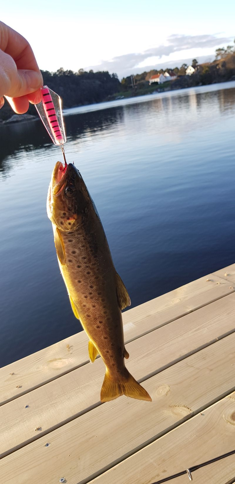 Tasmanian Devil - 55 Pink Panther 2 Tasmanian Devil - 55 Pink Panther - Bilde 2