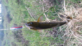 Tasmanian Devil - 45 Rainbow Trout