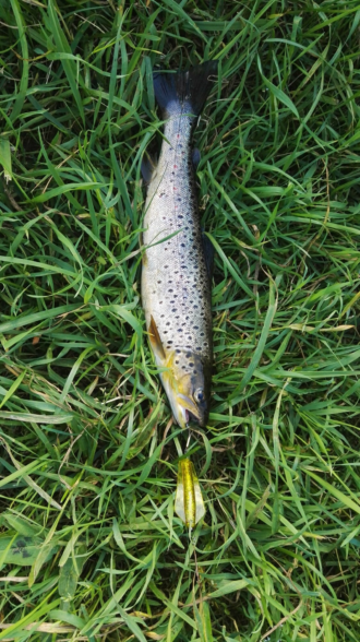 Tasmanian Devil - S12 Sunburst