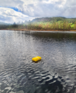 Osean Sniksnøre - Ferskvann - 25m - 5 stk kroker 4, 0.45 sene - Bilde 2